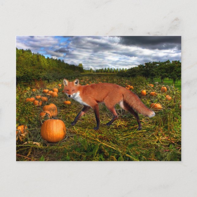"Oktober Fox" Vykort (Framsida)