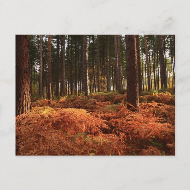 Oktober Light Vykort (Framsida)