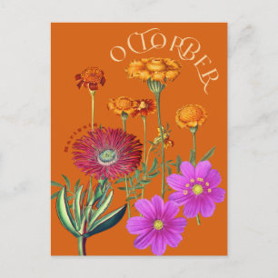 Oktober Månadsblommor Sammetblomma Kosmos Orange Vykort
