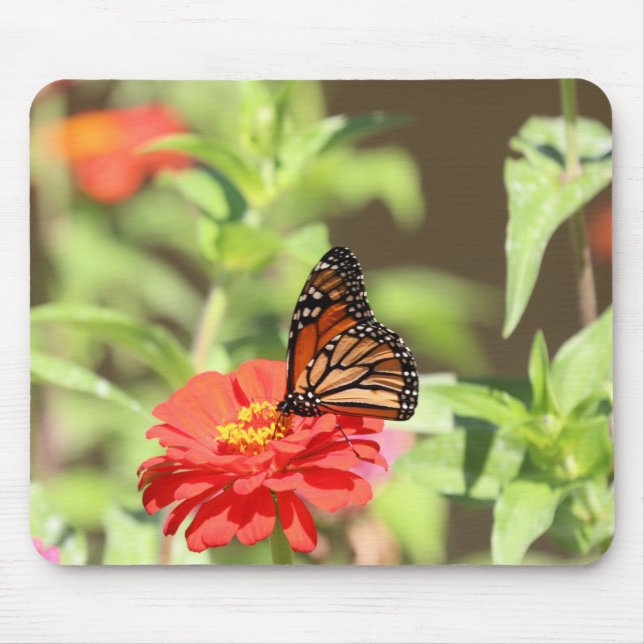 Oktober Monarch Musmatta (Framsidan)