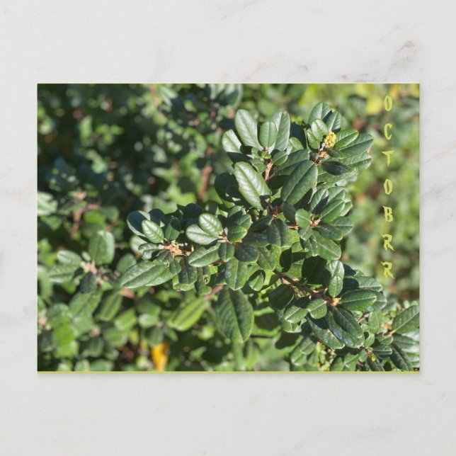 OKTOBER POSTCARD VYKORT (Framsida)