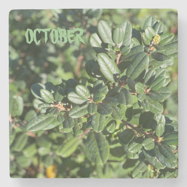 OKTOBER STENUNDERLÄGG (Framsidan)