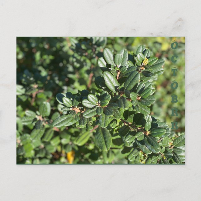 OKTOBER VYKORT (Framsida)