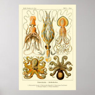 Oktopus och bläckfisk poster