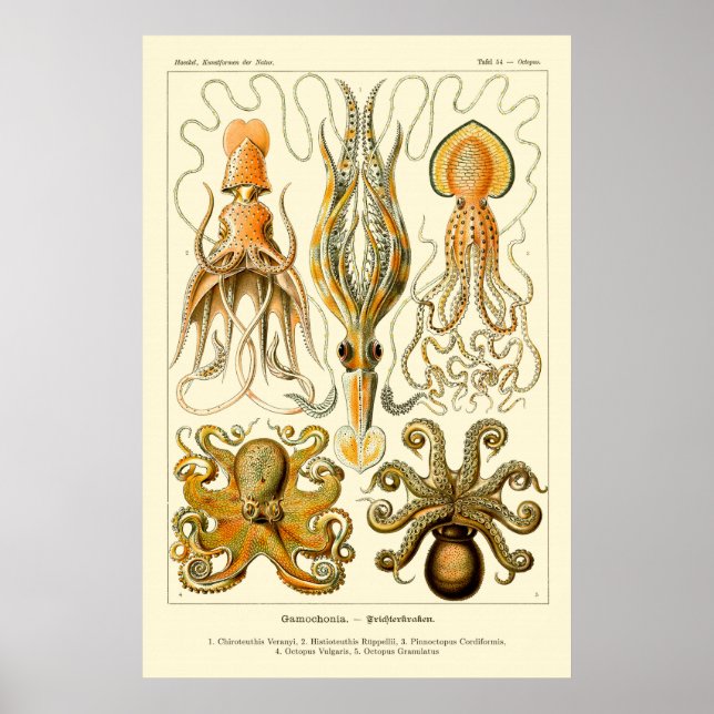 Oktopus och bläckfisk poster (Framsidan)