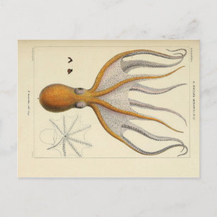 Oktopus Vintage Zoological Sketch Postcard Vykort