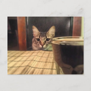 Öl överst? Rolig humor katt fotografering Vykort
