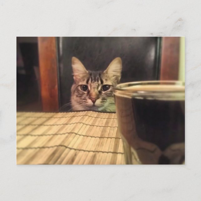Öl överst? Rolig humor katt fotografering Vykort (Framsida)