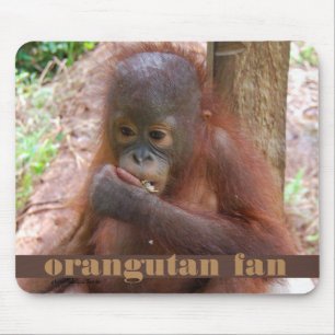 Olaglig älsklings- handel för Borneo Orangutanba Musmatta