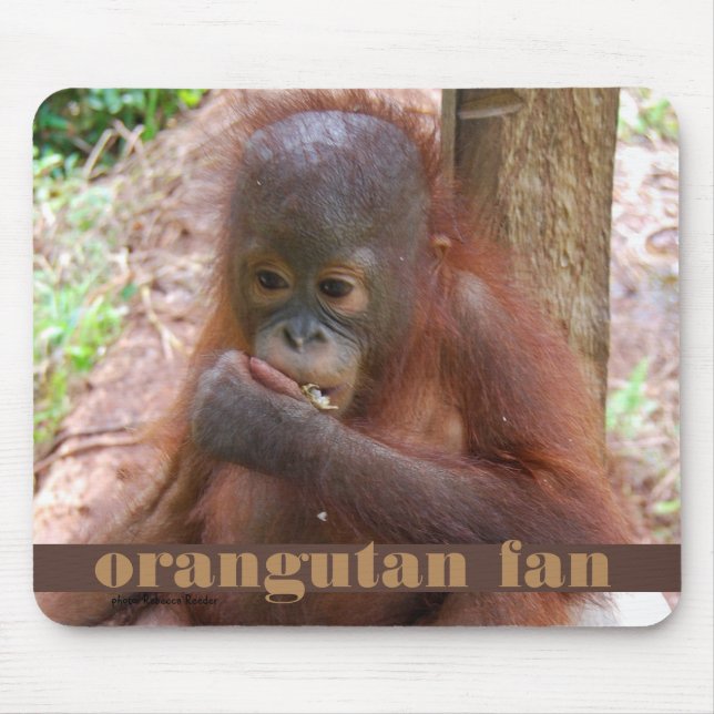 Olaglig älsklings- handel för Borneo Orangutanbaby Musmatta (Framsidan)