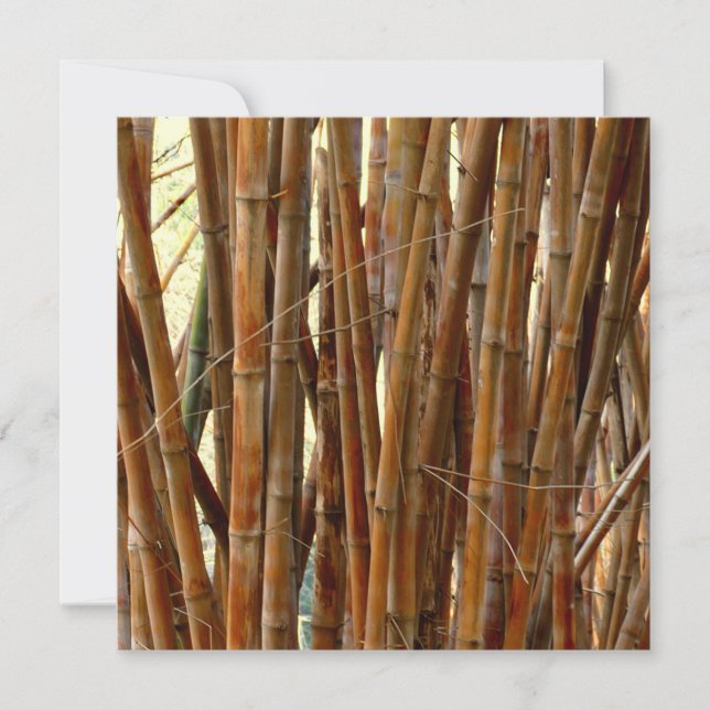 Old Bamboo (Framsida)