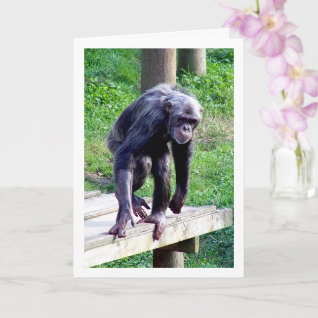 Old Chimpanzee Kort (Orkide)