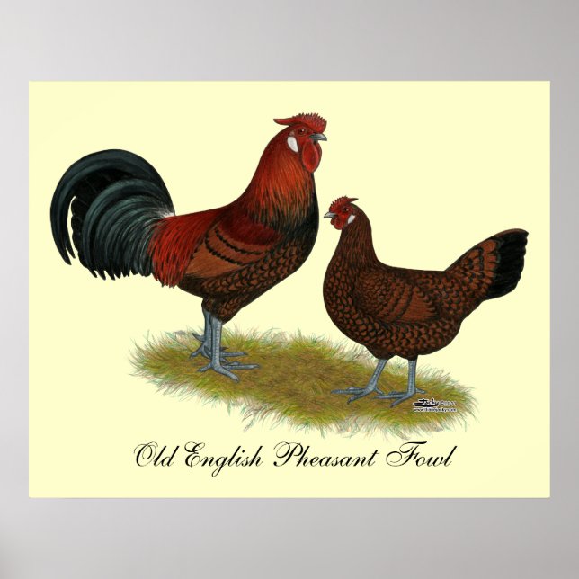 Old English Pheasant Fowl Poster (Framsidan)
