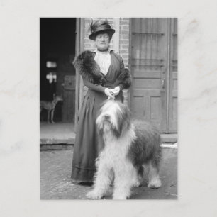Old English Sheepdog, 1915 Vykort