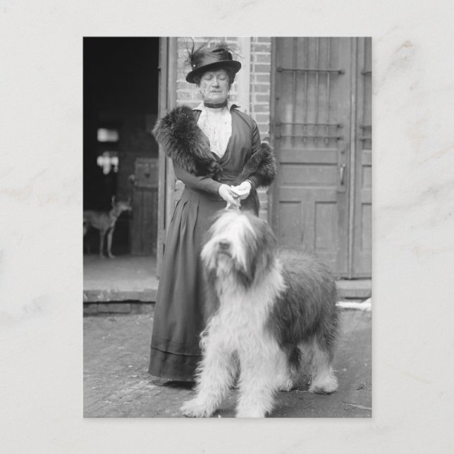 Old English Sheepdog, 1915 Vykort (Framsida)