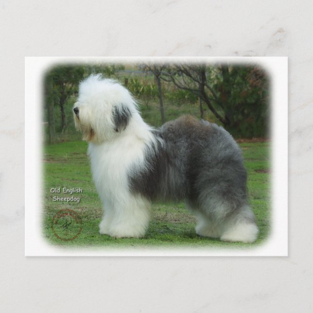 Old English Sheepdog 9F054D-18 Vykort (Framsida)