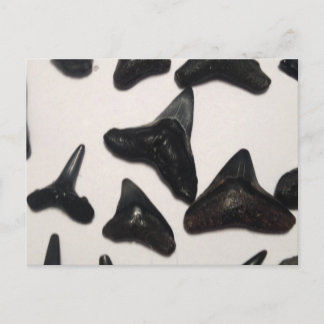 Old Florida Shark Teeth Jaw Fossils Vykort