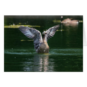 Old Goose Vinge Action OBS Kort