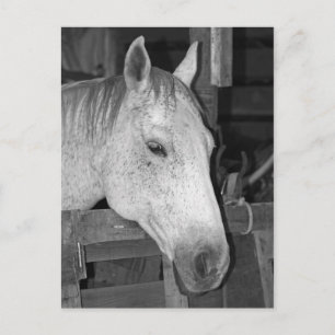 Old Grått Horse Vykort