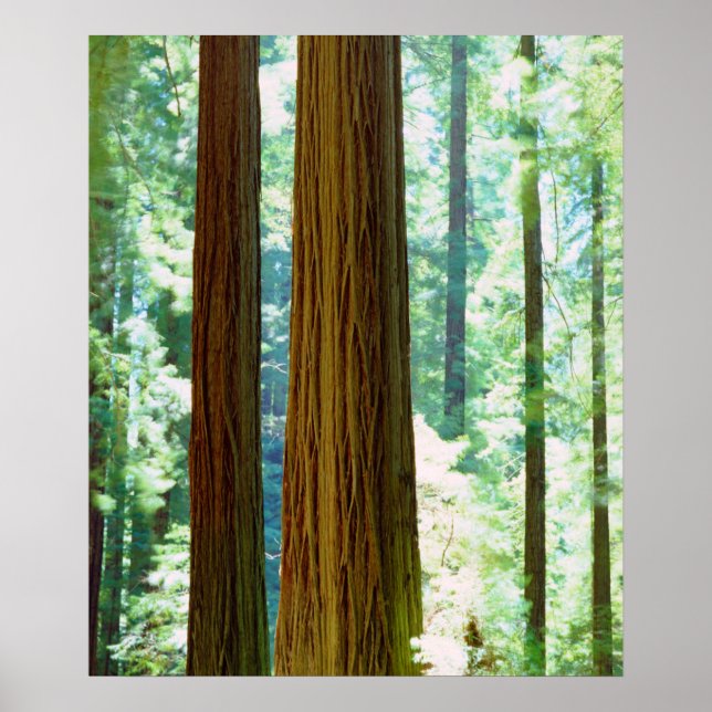 Old-growth Redwood trees Poster (Framsidan)