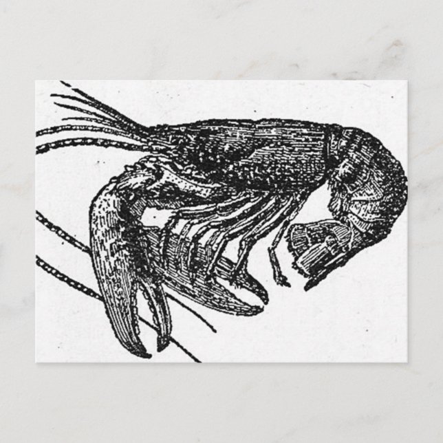 Old Lobster Teckning Vykort (Framsida)