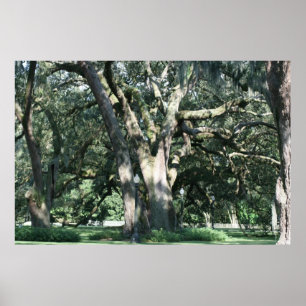 OLD LOUISIANA OAK TRÄD POSTER