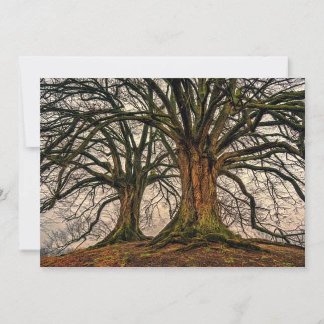 Old Oak Träd i Winter (Framsida)