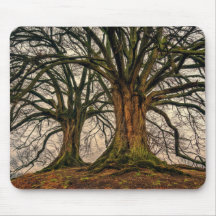 Old Oak Träd i Winter
