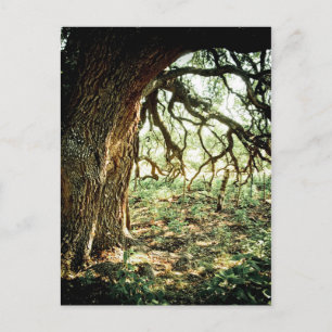 Old Oak Träd Vykort