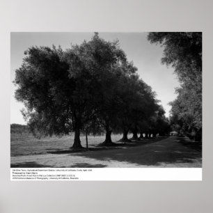 Old Olive Träd, Universiteten of California, Davis Poster