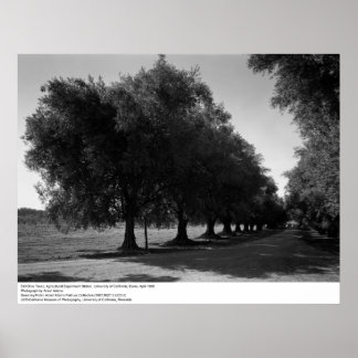 Old Olive Träd, Universiteten of California, Davis Poster