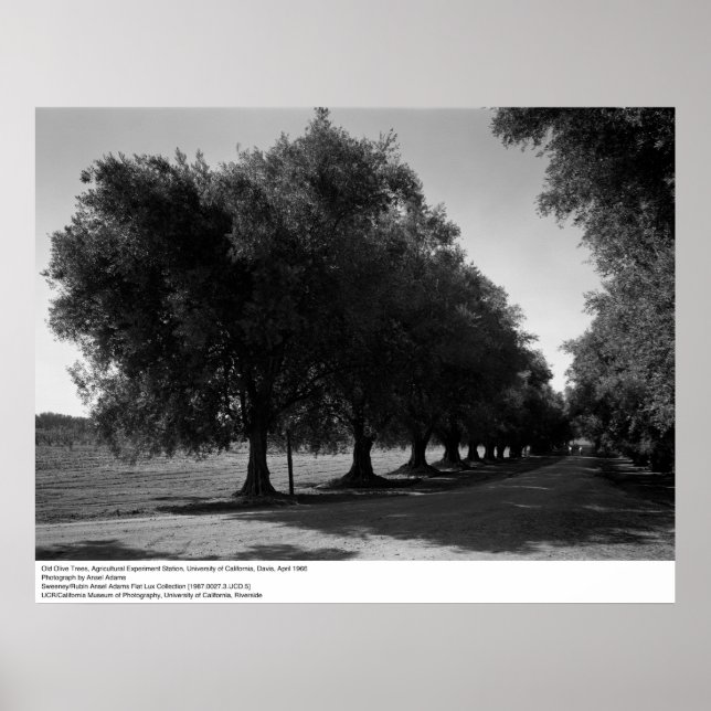 Old Olive Träd, Universiteten of California, Davis Poster (Framsidan)