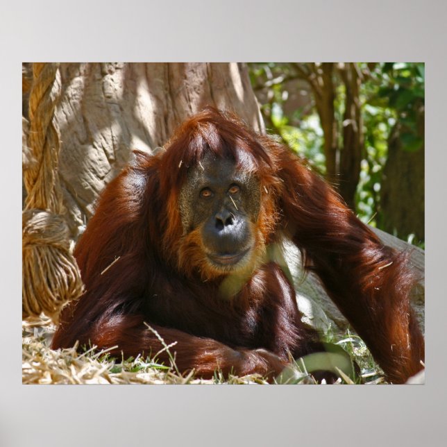 "Old Soul" Poster (Framsidan)