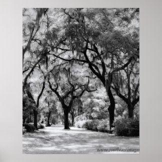 Old Southern Walkway Poster