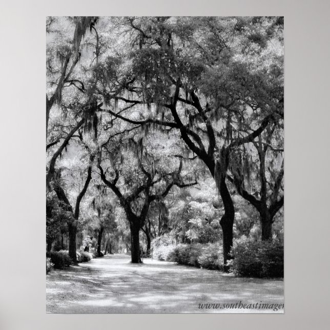 Old Southern Walkway Poster (Framsidan)