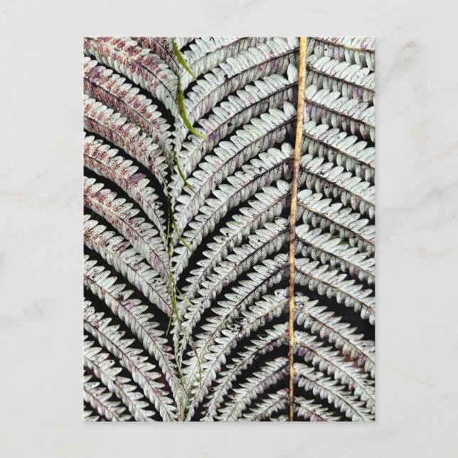 Old Träd Fern Frond Vykort (Framsida)