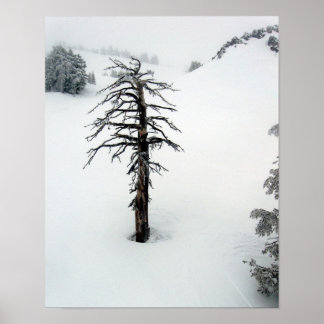 Old träd vid Mt. Bachelor Poster