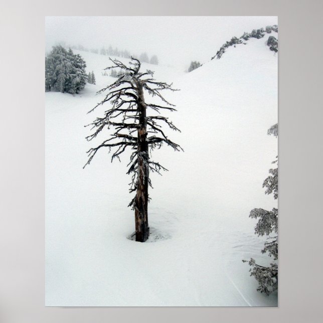 Old träd vid Mt. Bachelor Poster (Framsidan)