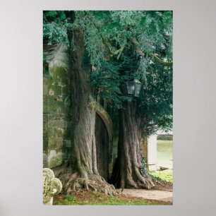 Old Yew Träd Poster