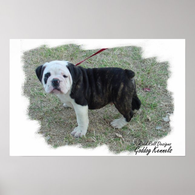 Olde English Bulldogge Puppy Poster (Framsidan)