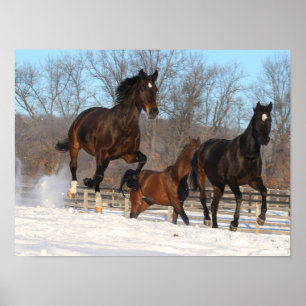 Oldenburg och Hanoverian Mares i Snö Poster