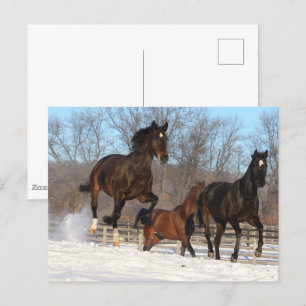 Oldenburg och Hanoverian Mares i Snö Vykort