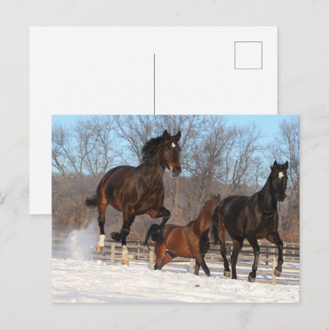 Oldenburg och Hanoverian Mares i Snö Vykort (Fram/baksida)