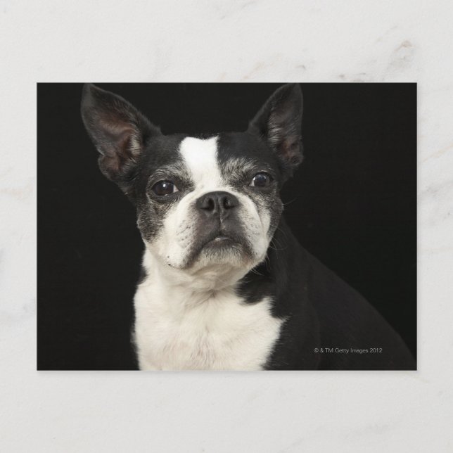 Older Bosten Terrier på svart bakgrund Vykort (Framsida)