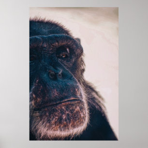 OLDEST CHIMPANZEE POSTER
