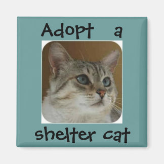 Ole Blue Ögon Magnet