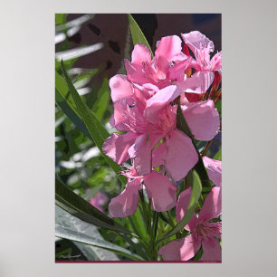 Oleander Art Poster -24x36 -andra storlekar finns