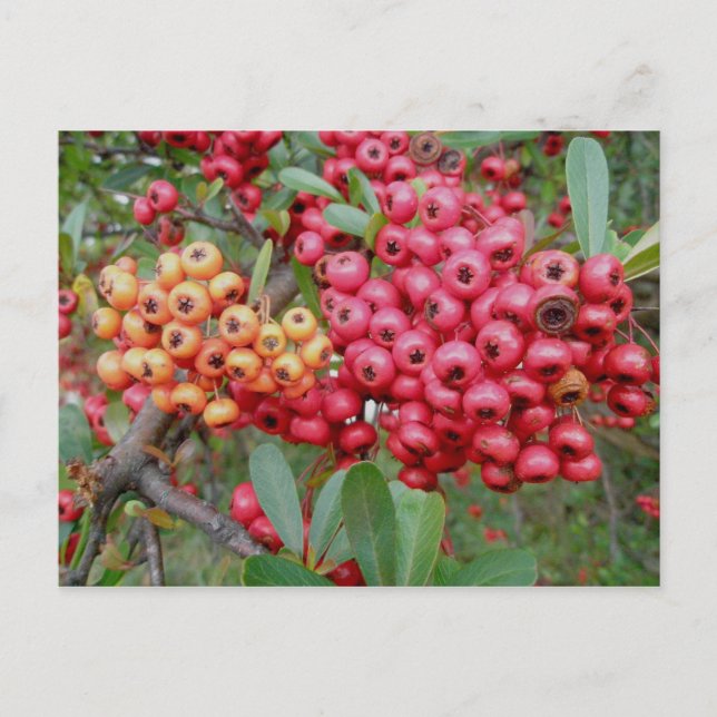 Oleander Berries December OBX Postcard Vykort (Framsida)