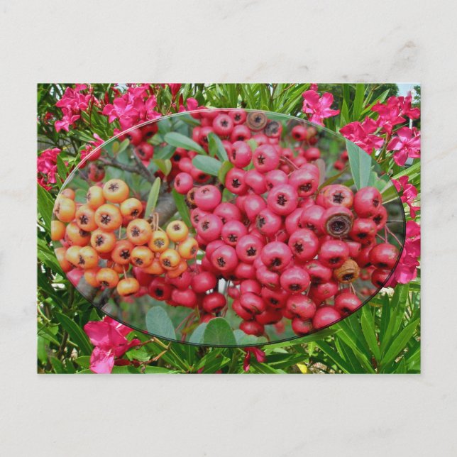Oleander Blommars & Berries Coordinating Items Vykort (Framsida)