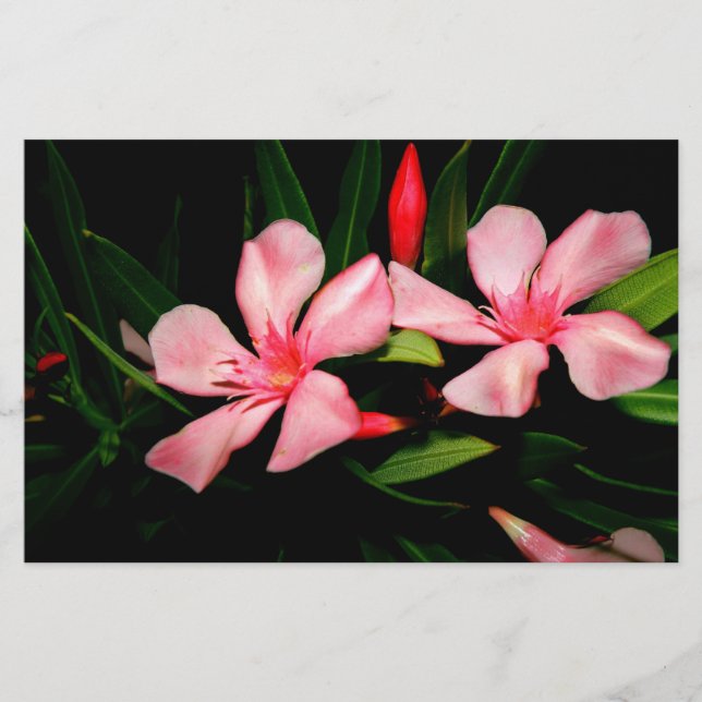 Oleander Brevpapper (Framsida)